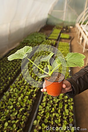 Greenhouse for vegetables - zucchini