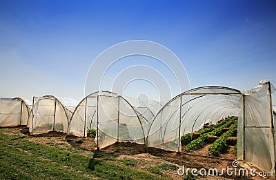 Greenhouses with strawberries