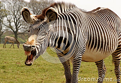 Grevy s Zebra, equus grevyi , comic photo