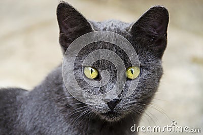 Grey beautiful cat with yellow eyes