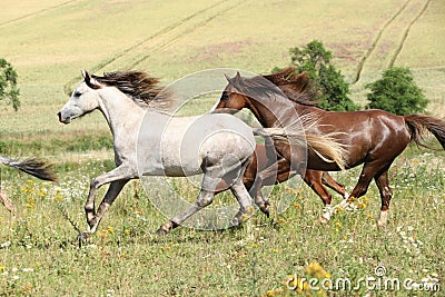 Grey and brown horses running on pasturage