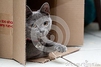 Grey cat in a box