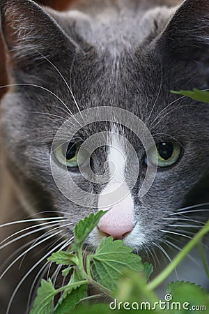 Grey Cat with green eyes