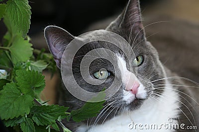 Grey cat green eyes