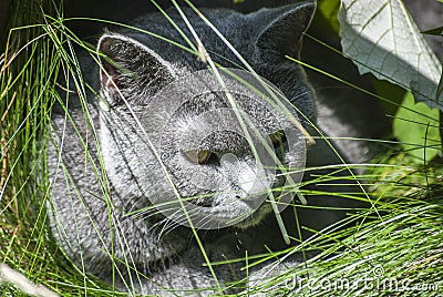 Grey cat head closeup