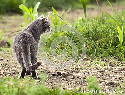 Grey Cat Looking in Distance