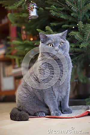 Grey cat under new year tree