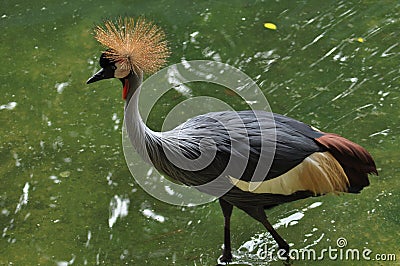 Close-up Of A Grey Crowned Crane Stock Pho