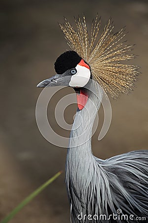 Grey Crowned Crane (Balearica regulorum)