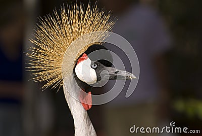 Close-up Of A Grey Crowned Crane Stock Pho