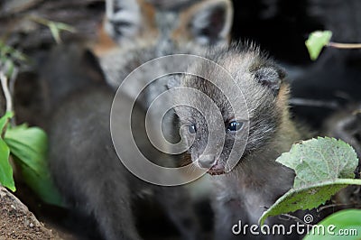 Grey Fox Kit (Urocyon cinereoargenteus) Strays from Mother in De