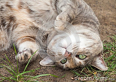 Grey, Ginger and White Tabby Cat Rolling in Dirt and Grass