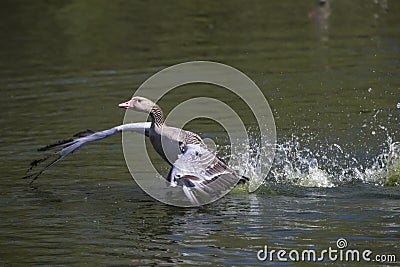 Grey Goose floating on water