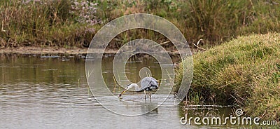 Grey Heron with hunted vole