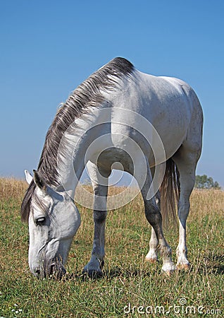 A grey horse on the meadow