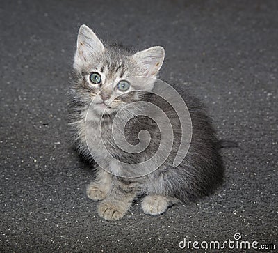 Grey kitten posing for picture close up