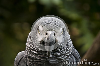 Grey parrot