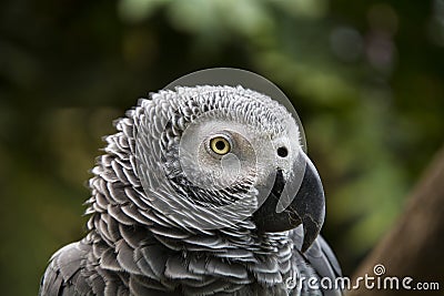 Grey parrot