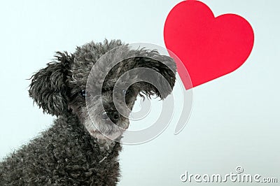 Grey poodle dog with Valentine heart