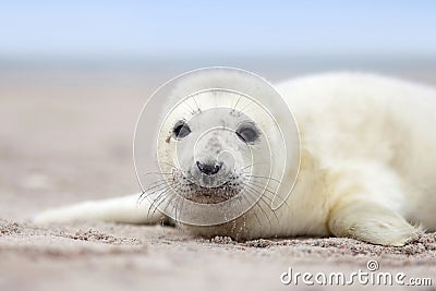 Grey seal with big opened eyes
