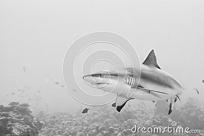 Grey Shark jaws ready to attack