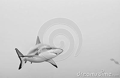 Grey Shark jaws ready to attack