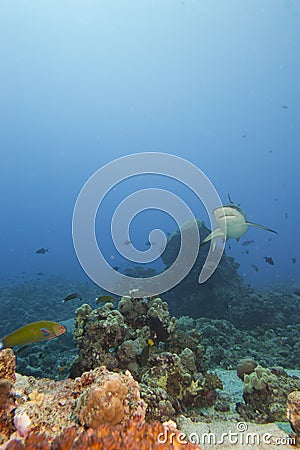 A grey shark jaws ready to attack underwater close up portrait