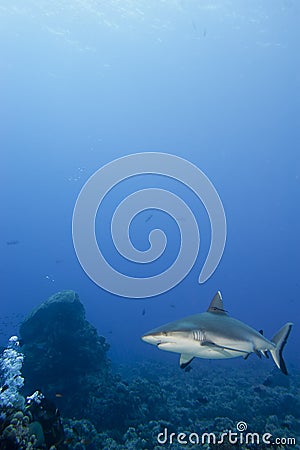 A grey shark jaws ready to attack underwater close up portrait