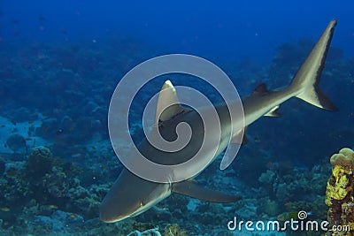 A grey shark jaws ready to attack underwater close up portrait