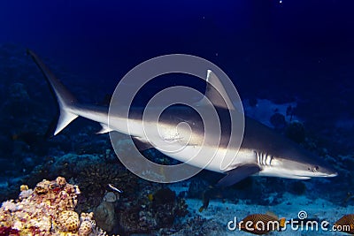 A grey shark jaws ready to attack underwater close up portrait