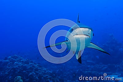 A grey shark jaws ready to attack underwater close up portrait