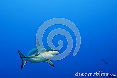 A grey shark jaws ready to attack underwater close up portrait