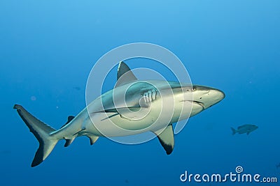 A grey shark jaws ready to attack underwater close up portrait