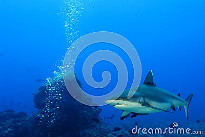 A grey shark jaws ready to attack underwater close up portrait