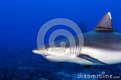 A grey shark jaws ready to attack underwater close up portrait