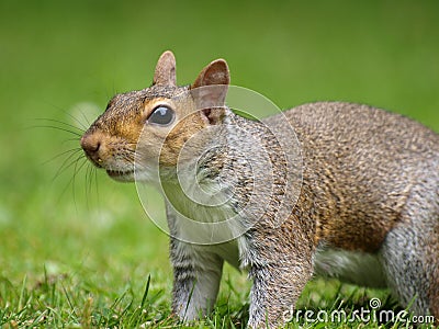 Grey Squirrel close up