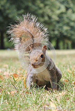 Grey squirrel close up on grass with bushy tail
