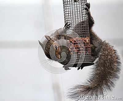 Grey squirrel hanging on a bird feeder.