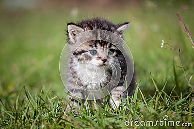 Grey tabby kitten on green grass