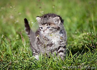 Grey tabby kitten on green grass