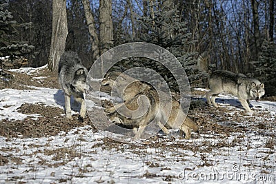 Grey wolf, Canis lupus