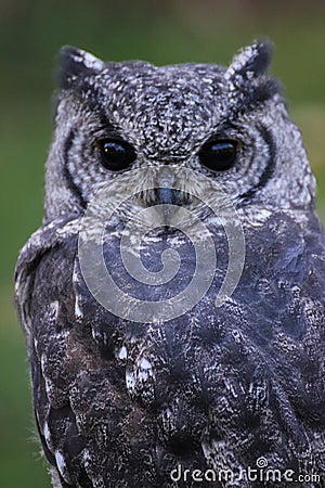 Greyish Eagle Owl or Vermiculated Eagle owl