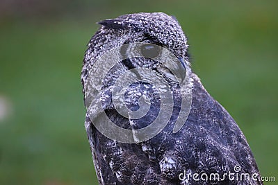 Greyish Eagle Owl or Vermiculated Eagle owl