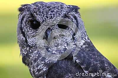 Greyish Eagle Owl or Vermiculated Eagle owl