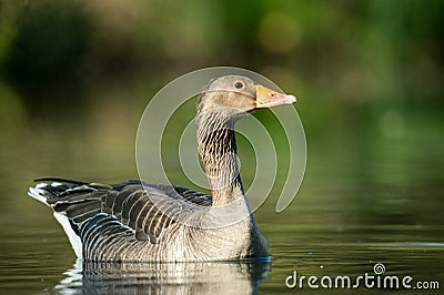 Greylag goose, Anser anser