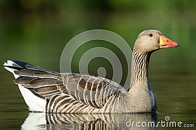 Greylag goose, Anser anser
