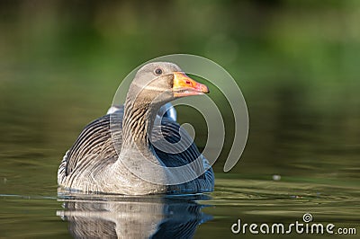 Greylag goose, Anser anser