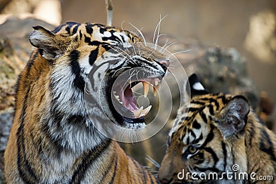The grin of a sumatran tiger