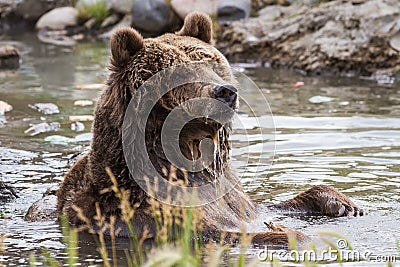 Grizzly bear