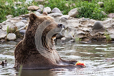 Grizzly bear